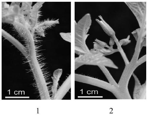 Linkage Marker and Application of Glandular Hair Traits in Tomato