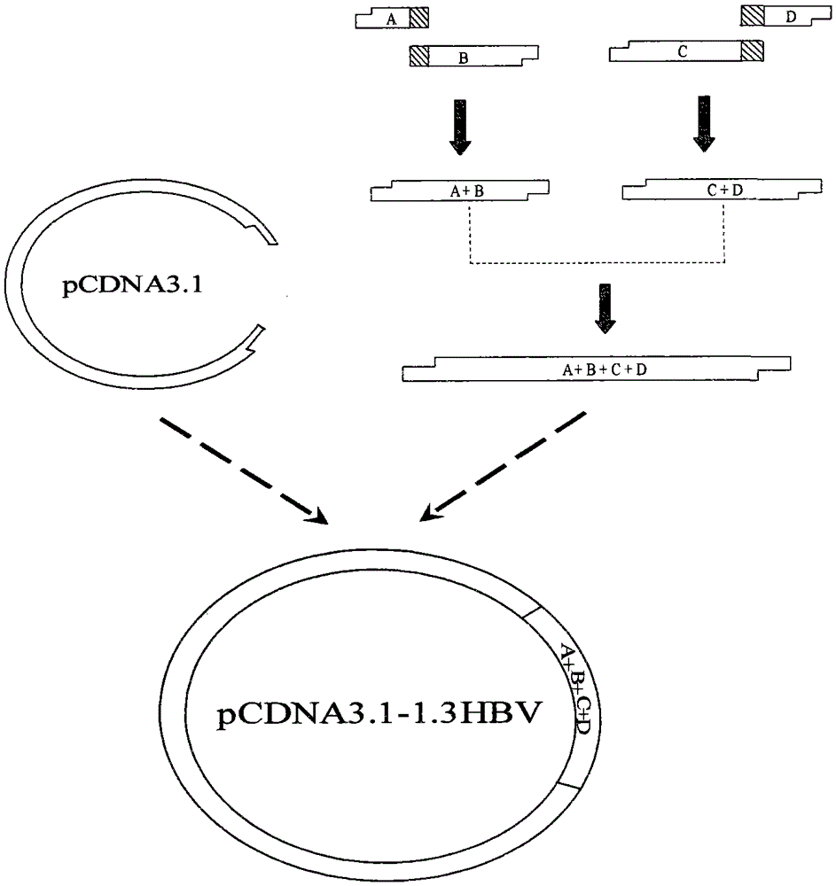 Construction method of stably expressing clinical lamivudine-resistant hepatitis B virus cell line