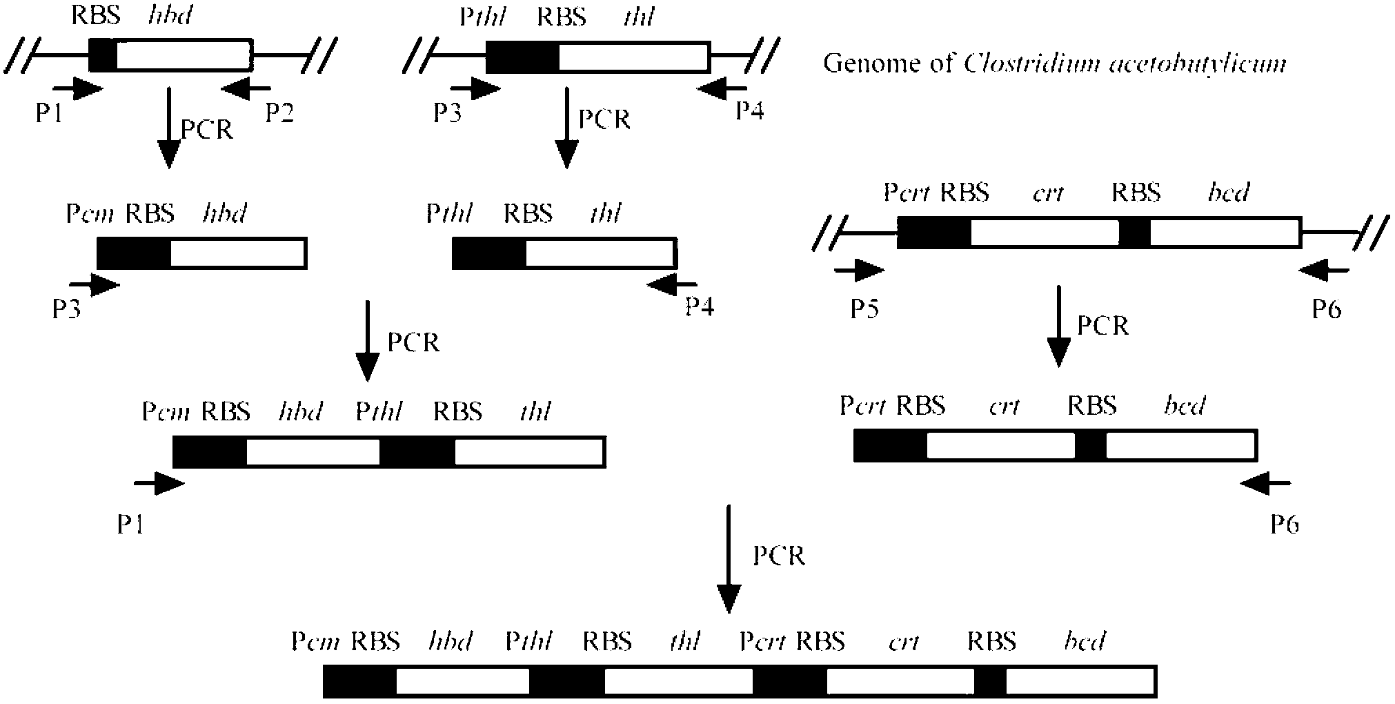 Recombinant strain for high yield of butanol and construction method thereof