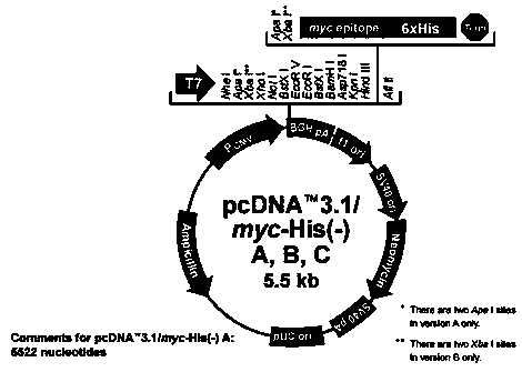 A fusion gene betatrcp-cypa capable of inhibiting HIV-1 and its construction method