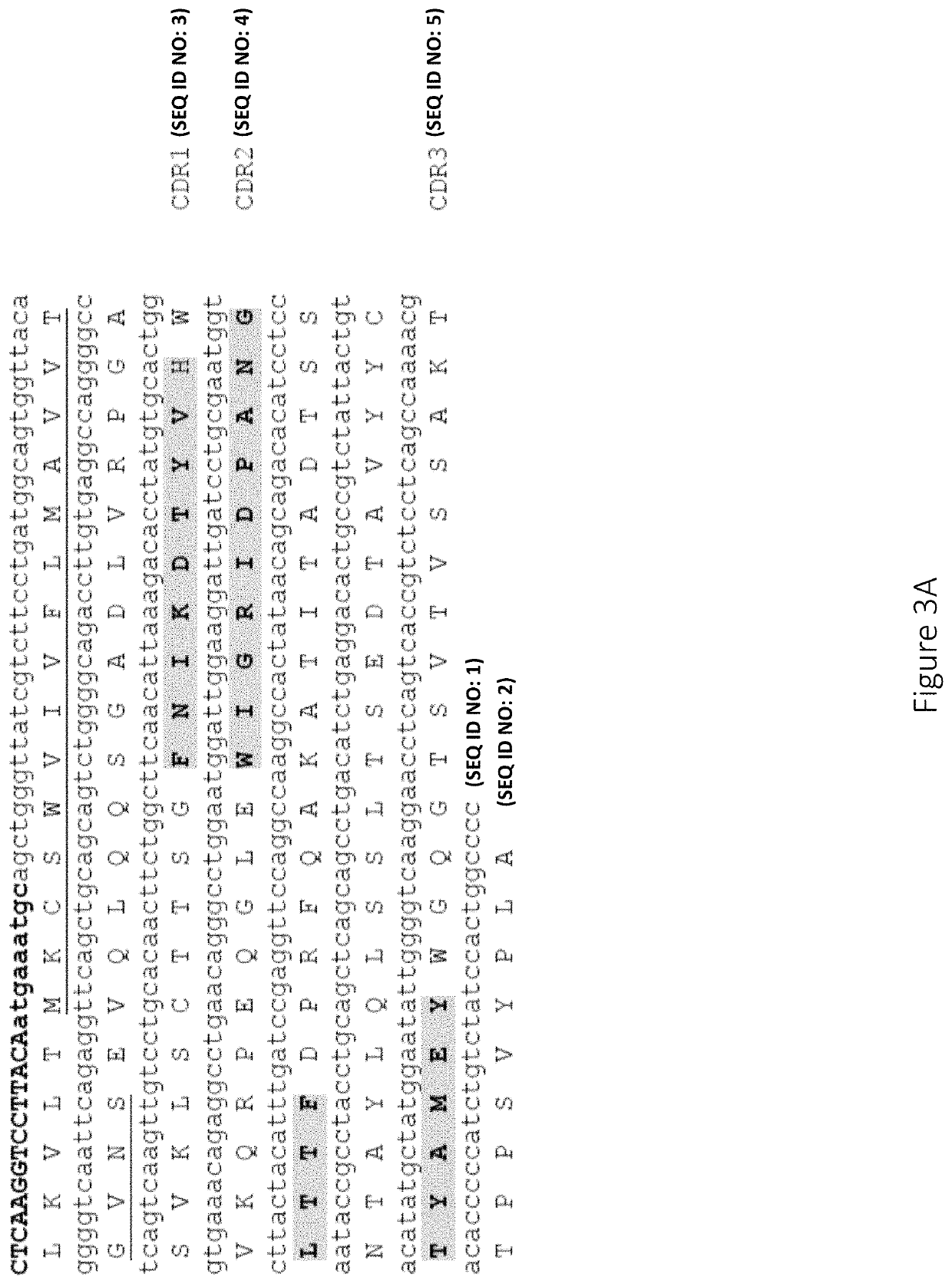 Anti-factor D antibodies and uses thereof