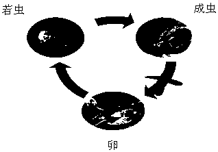 A control method for citrus huanglongbing of fruit-bearing citrus trees