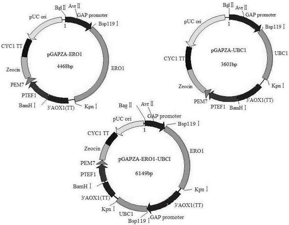 Recombinant strain producing alkaline polygalacturonate lyase and application thereof