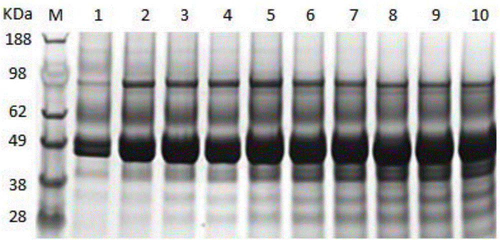 Recombinant strain producing alkaline polygalacturonate lyase and application thereof