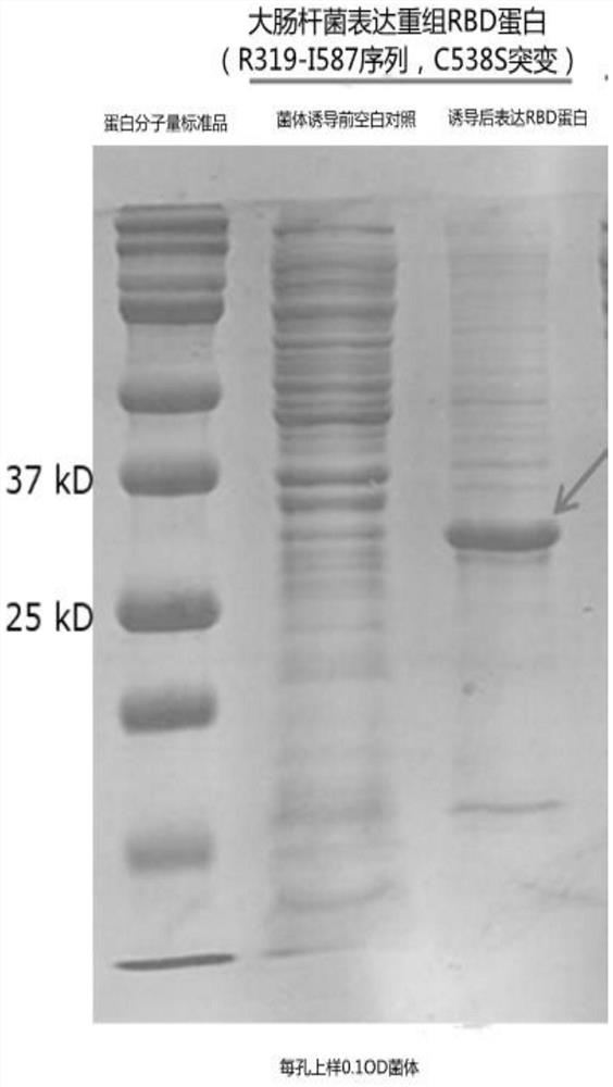 Bifunctional antigen as well as preparation method and application thereof