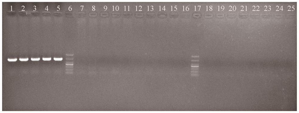 Characteristic sequence, specific identification primer and identification method for identifying crassostrea sikamea