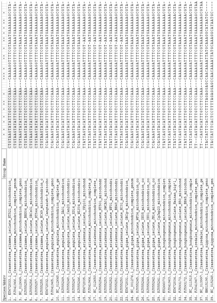 Characteristic sequence, specific identification primer and identification method for identifying crassostrea sikamea