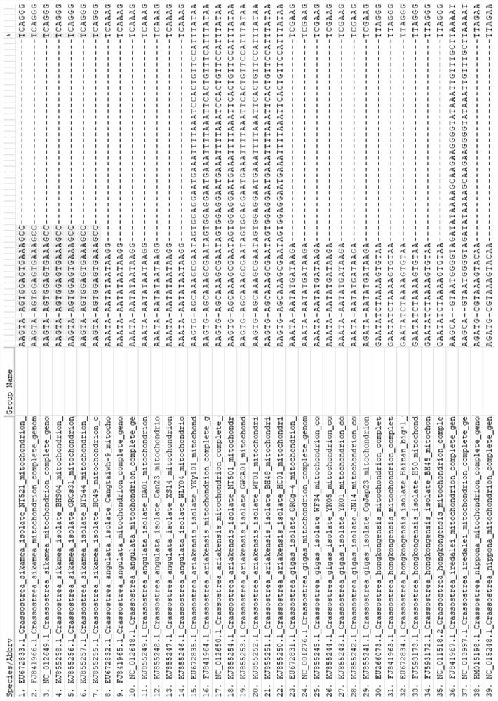 Characteristic sequence, specific identification primer and identification method for identifying crassostrea sikamea