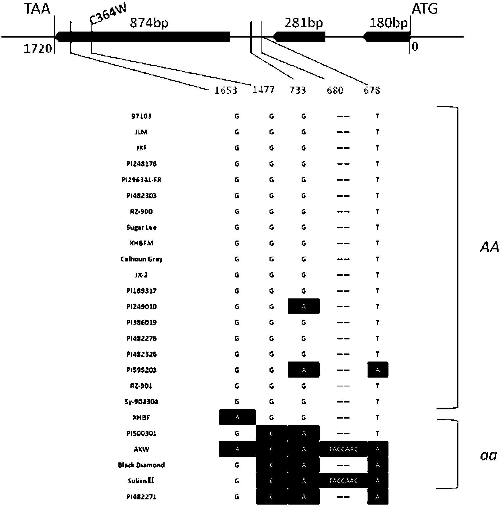 Gene sequence a for causing watermelon bisexual flower development and obtaining method thereof