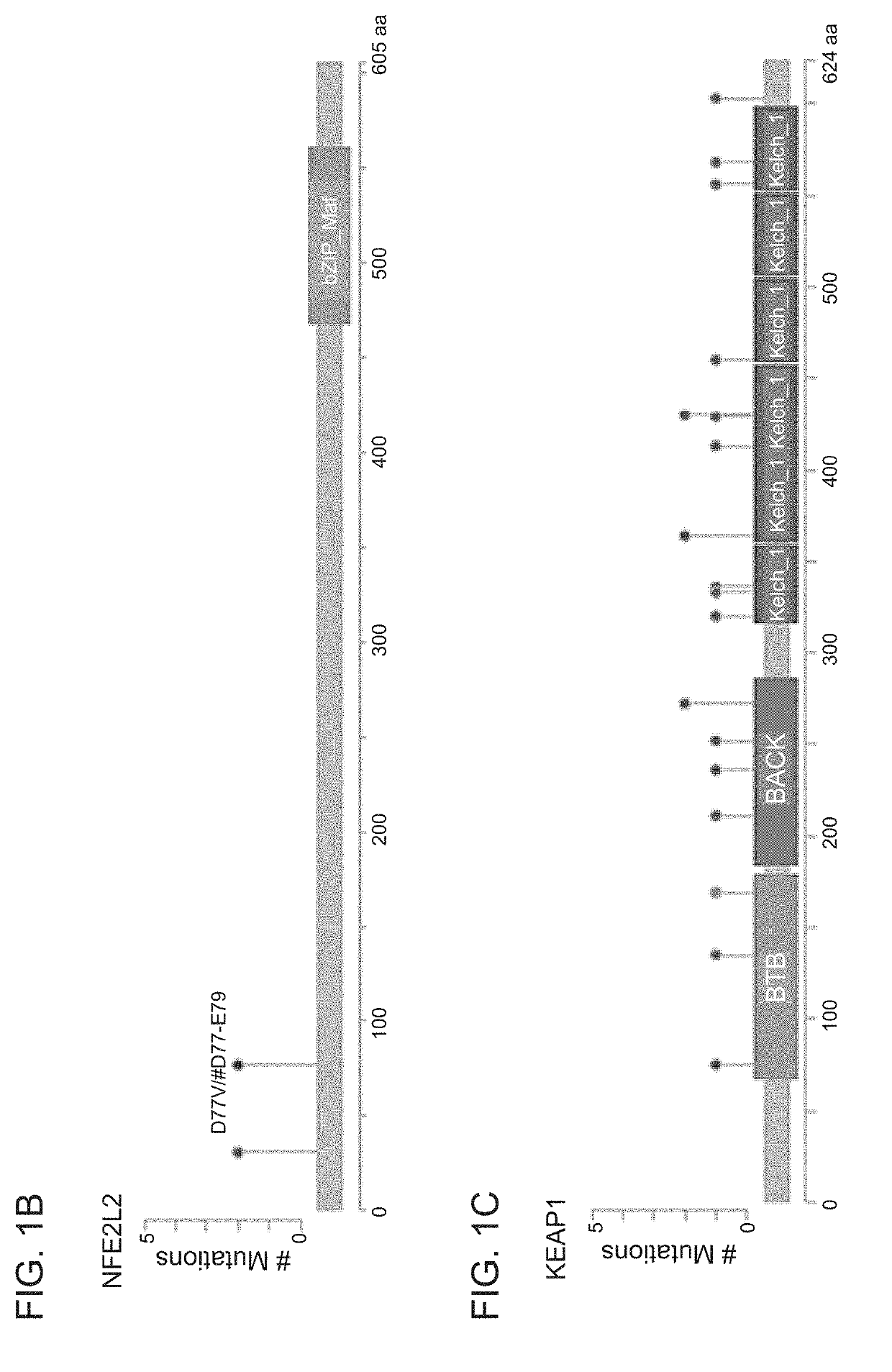 Methods for diagnosing and treating cancer by means of the expression status and mutational status of nrf2 and downstream target genes of said gene