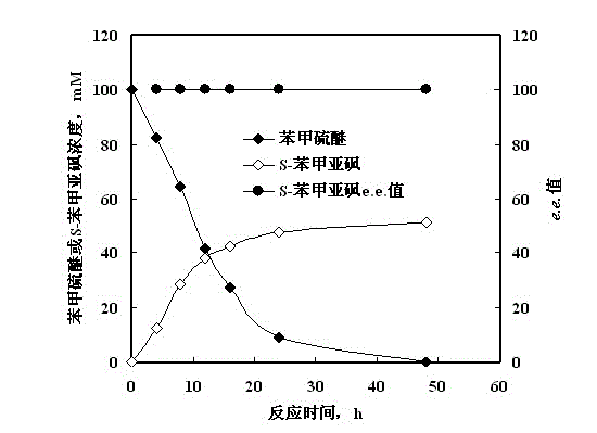 Method for synthesizing chiral sulfoxide from thioether under catalytic action of Rhodococcus