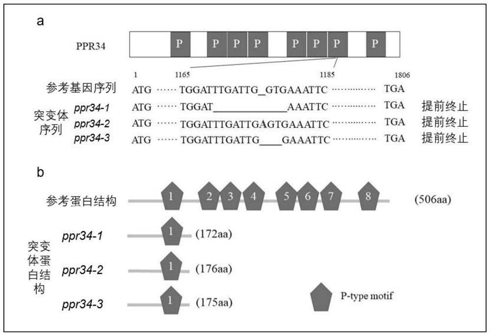 Rice OsPPR34 gene as well as encoding protein and application thereof