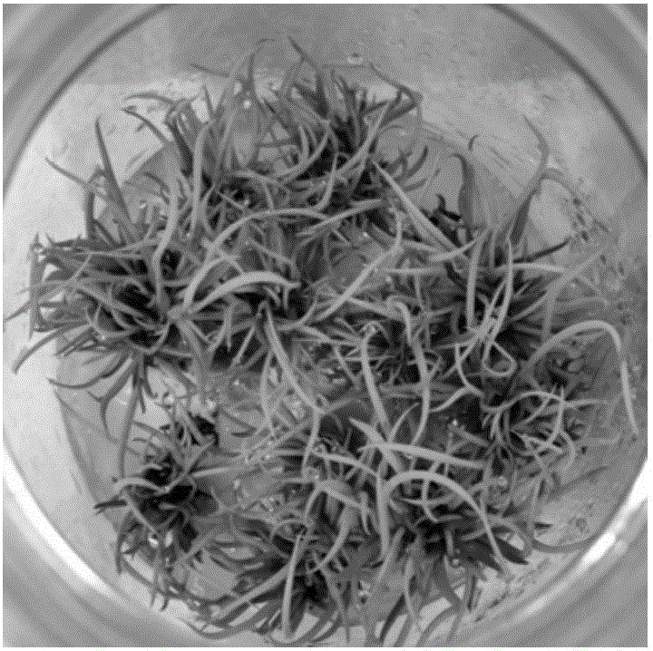 Method for batch production of mat grass through one-step culture