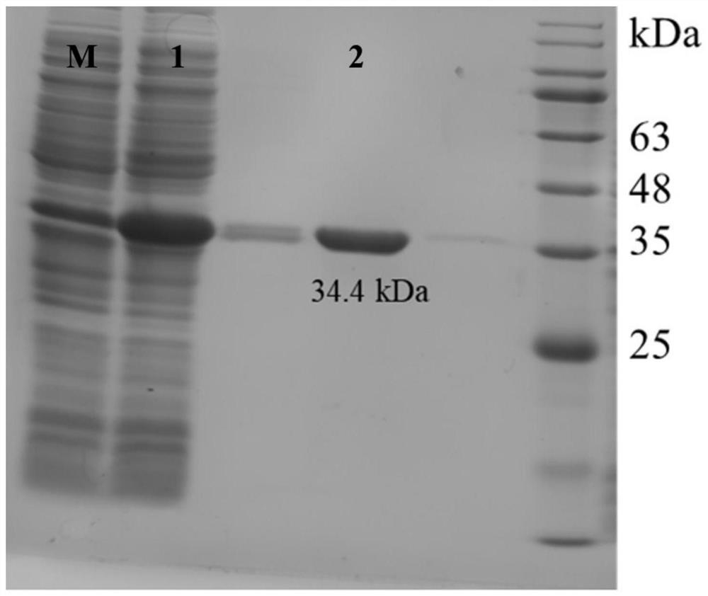 Laminarinase ouc-l1 and its coding gene and application