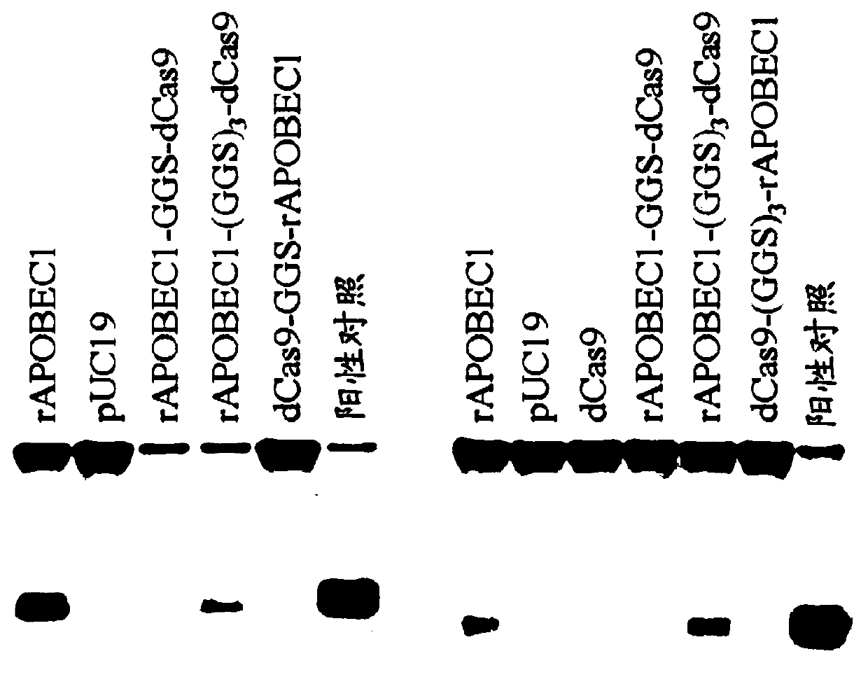 Nucleobase editors comprising nucleic acid programmable DNA binding proteins