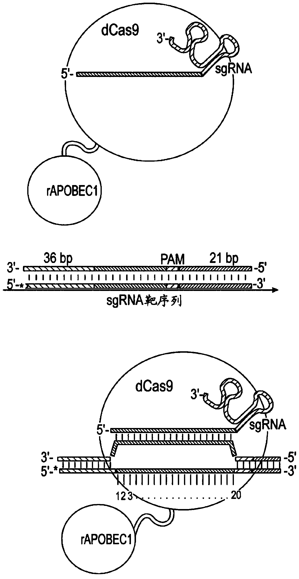 Nucleobase editors comprising nucleic acid programmable DNA binding proteins
