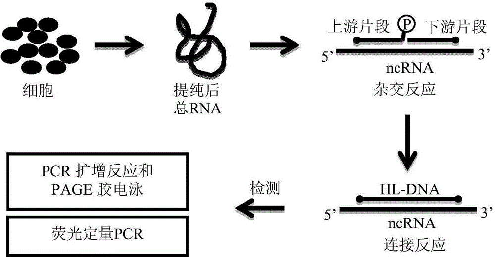 Method for detecting non-coding RNA transcription level based on hybridization connection method