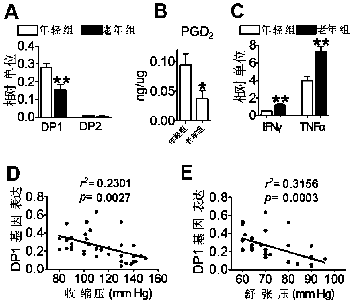 DP1 used as senile hypertension immunotherapy drug target and application of DP1