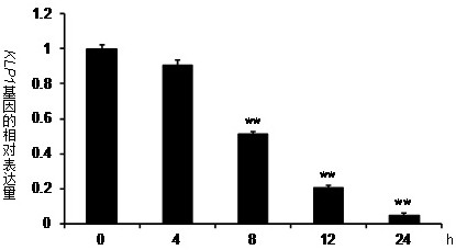 A sort of  <i>klp1</i> Application of Genes in Improving Plant Resistance to Botrytis Botrytis Infection