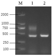 A sort of  <i>klp1</i> Application of Genes in Improving Plant Resistance to Botrytis Botrytis Infection