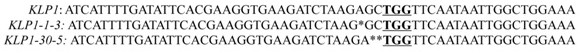 A sort of  <i>klp1</i> Application of Genes in Improving Plant Resistance to Botrytis Botrytis Infection