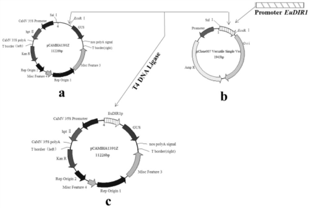 Eucommia ulmoides DIR1 gene MeJA response promoter and application thereof