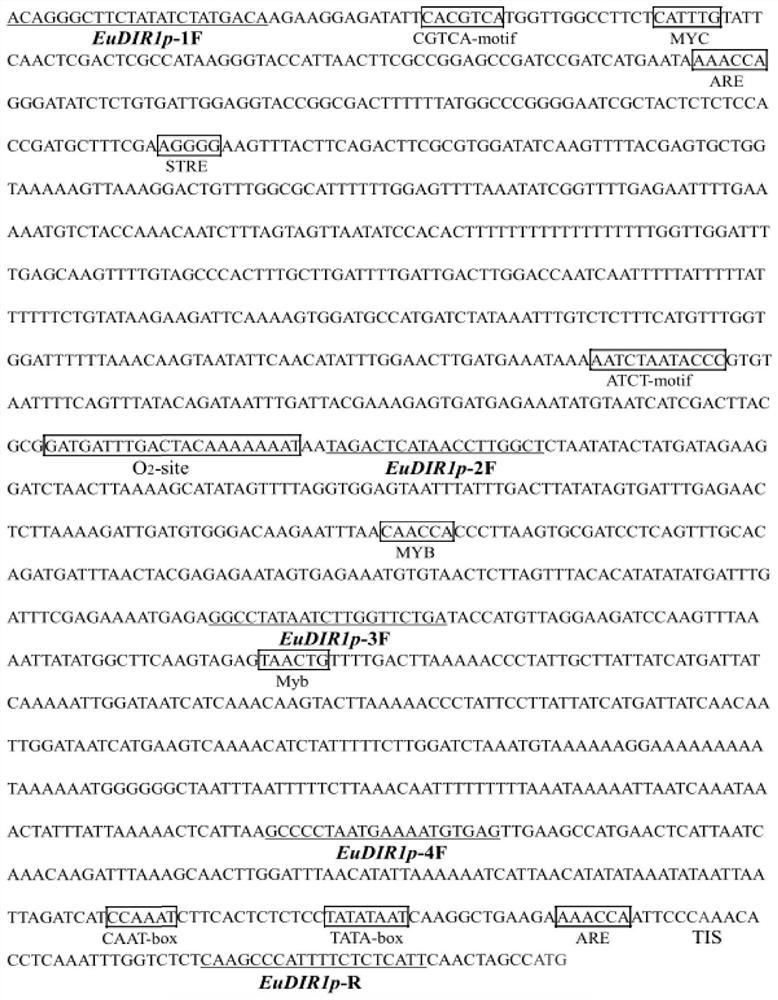 Eucommia ulmoides DIR1 gene MeJA response promoter and application thereof