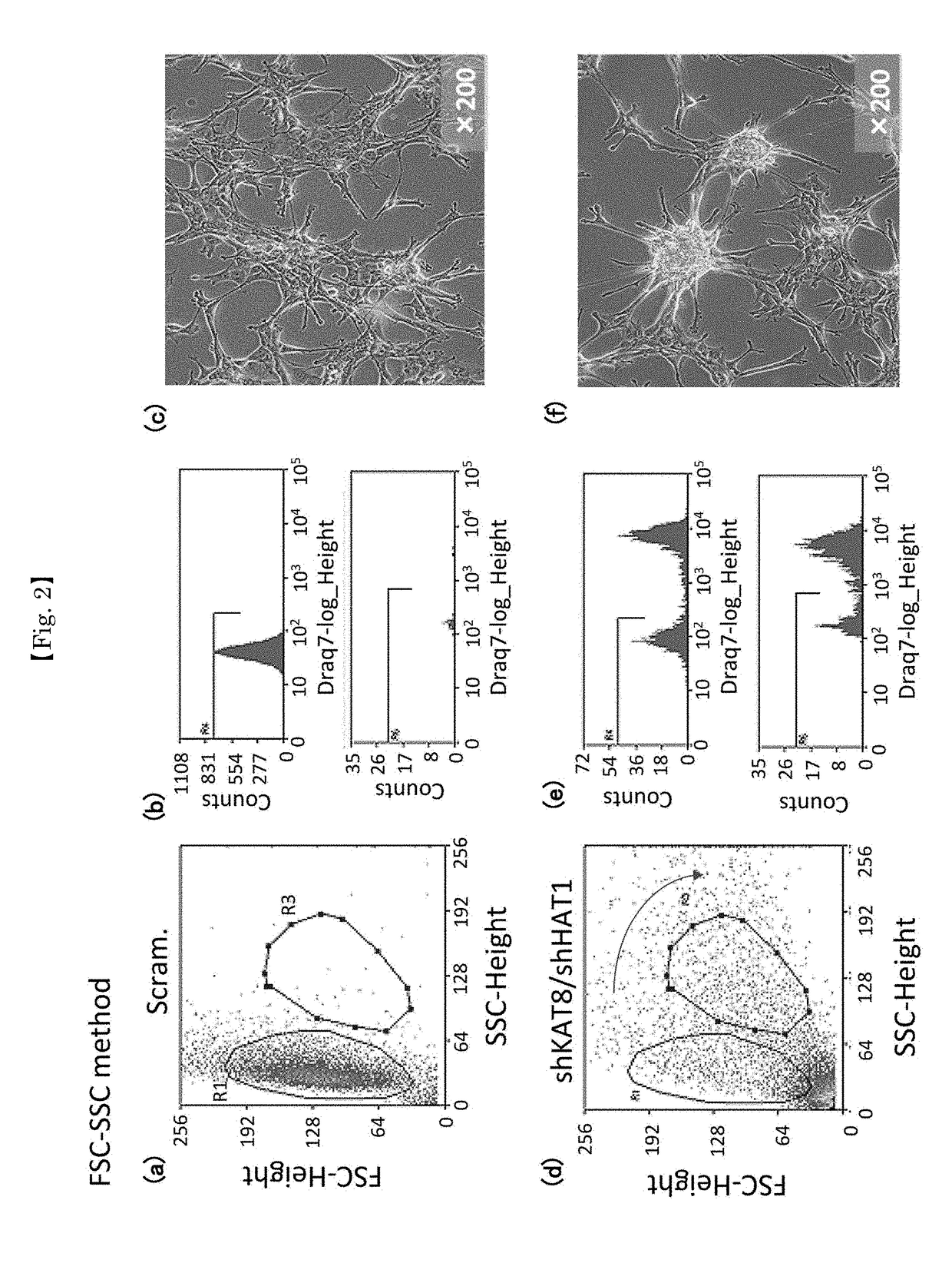 Inhibitors for methylation-related enzymes hat1 and kat8