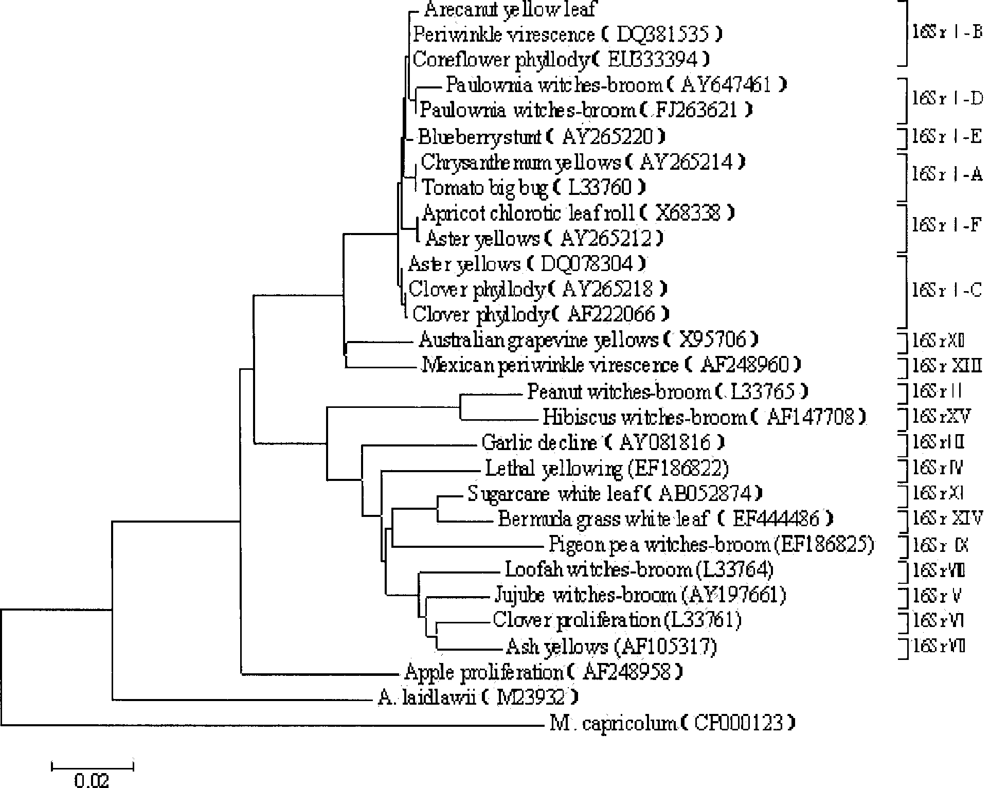 Method for detecting areca-nut yellow leaf disease phytoplasma pathogen and special reagent kit therefor