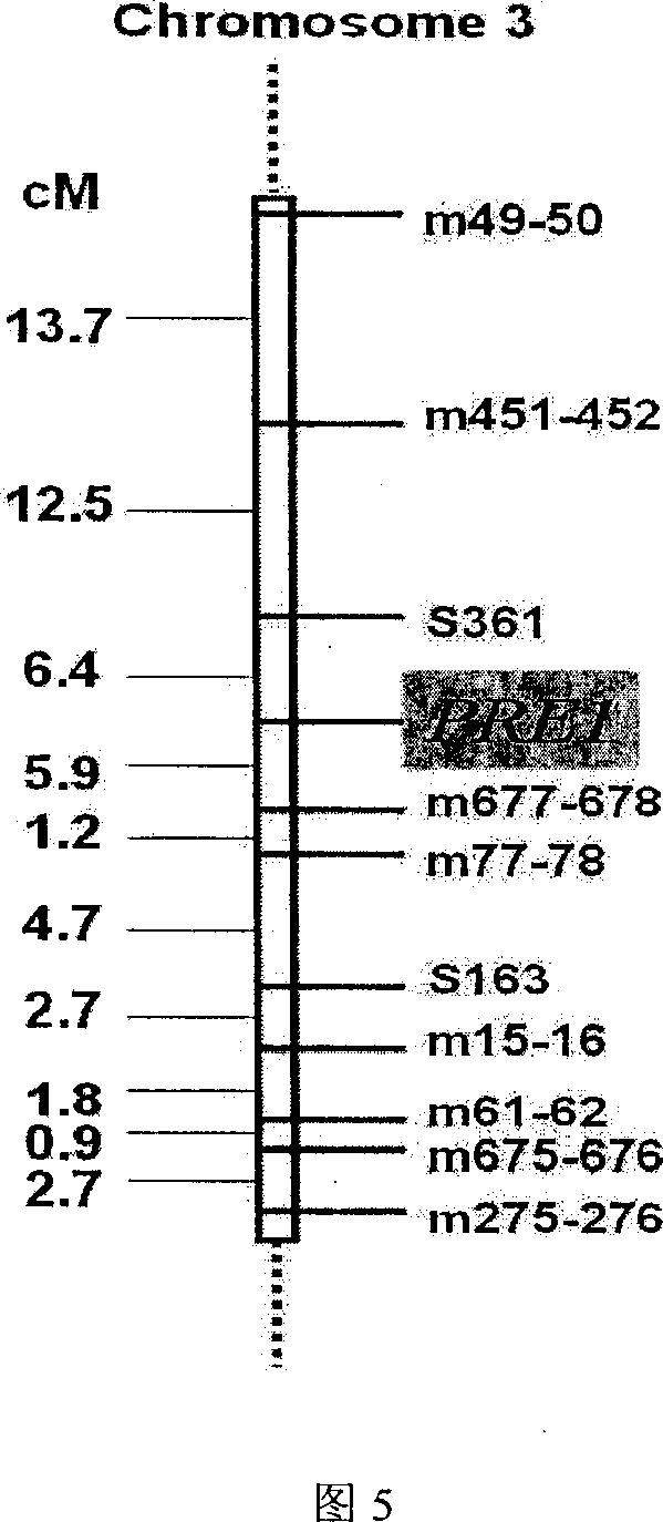 Molecular marker method for avirulence gene of rice blast