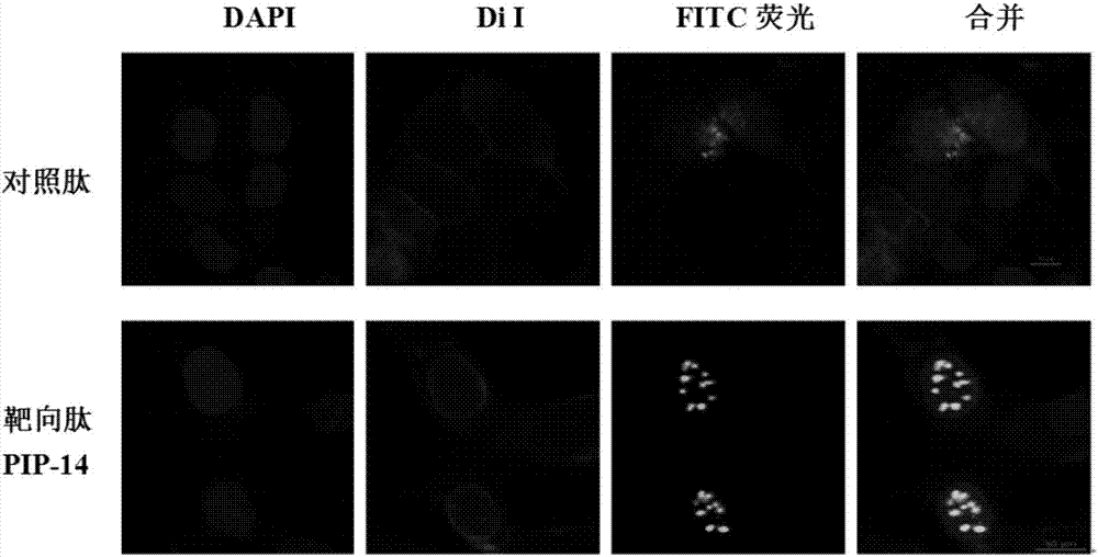 Polypeptide PIP-14 for antagonizing ribonucleic acid (RNA) binding activity of protein PARP1, and application of polypeptide HIP-13