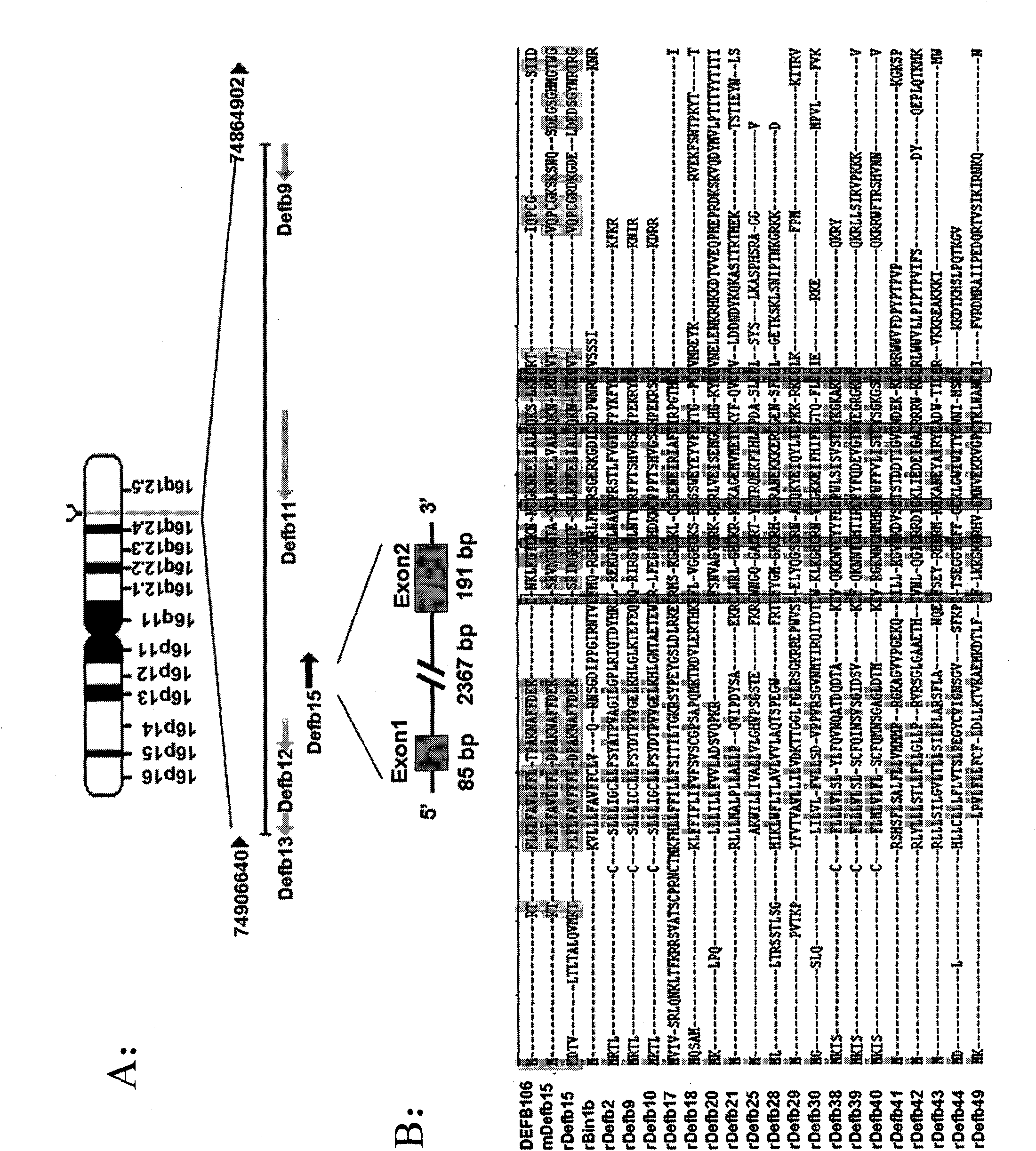 Beta-defensin 15 of specific antibacterial peptides of rat epididymis and application thereof