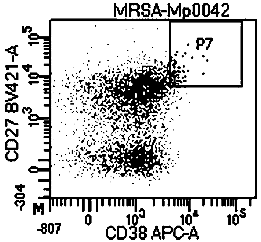 Fully human anti-rabies virus neutralizing antibody and application thereof