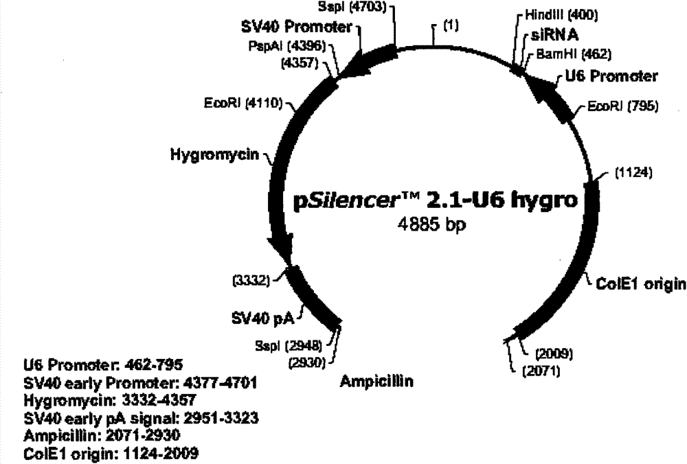 A bicistronic co-expression gene transfer body and its preparation method