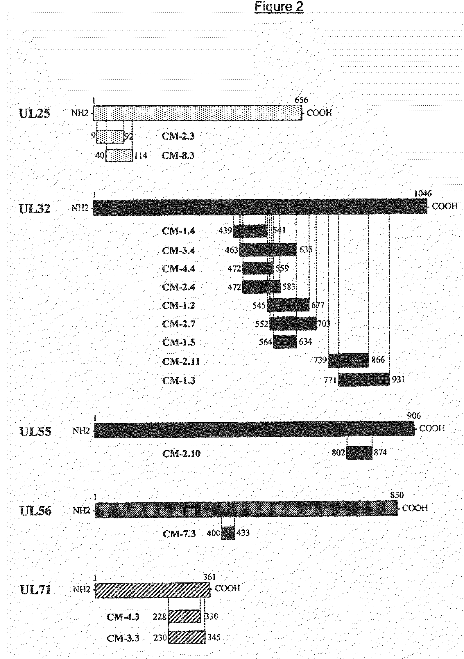 Recombinant antigens of human cytomegalovirus (HCMV)