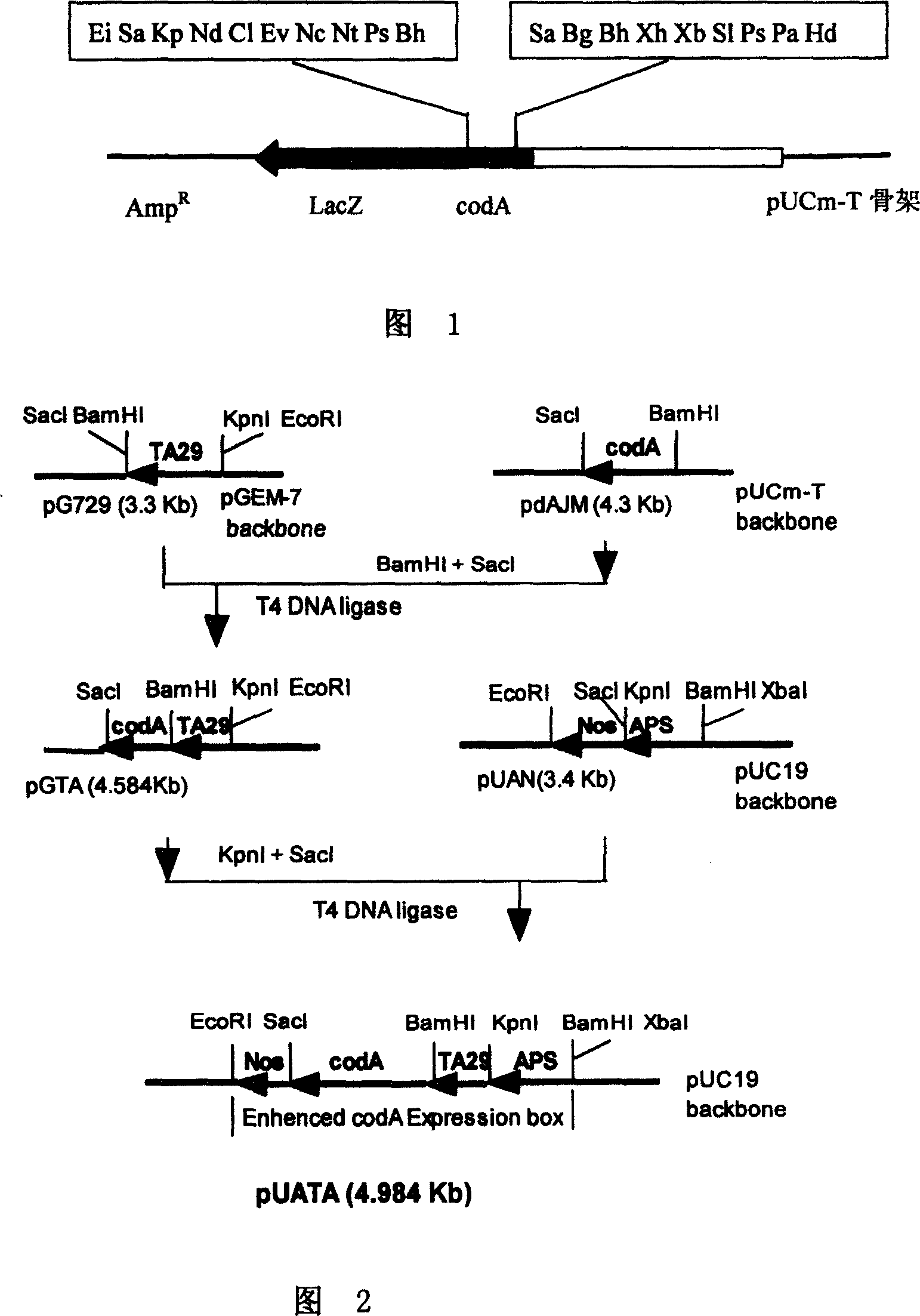 Process for controlling apoptosis of plant tissue or organ and dedicated expression vector therefor