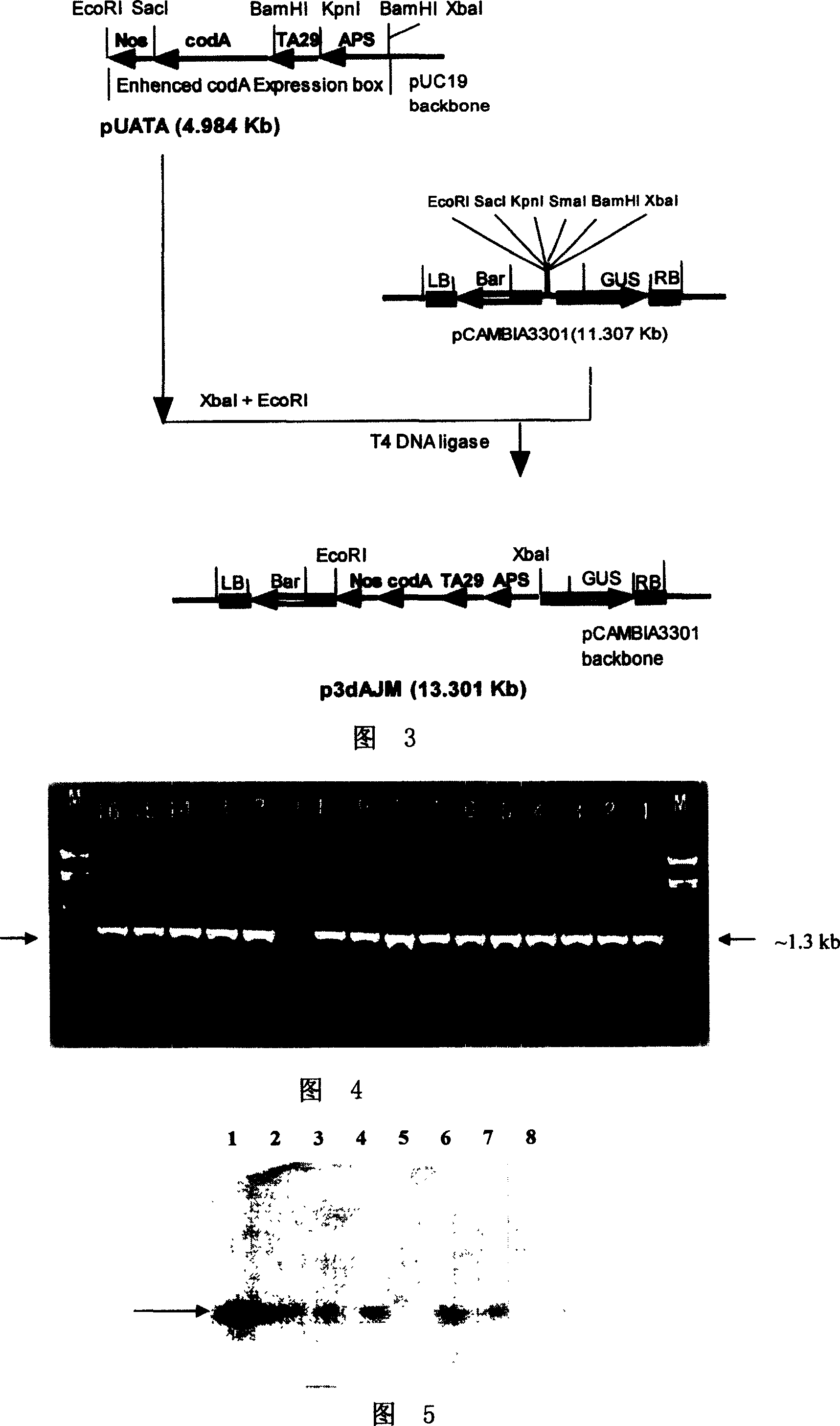 Process for controlling apoptosis of plant tissue or organ and dedicated expression vector therefor