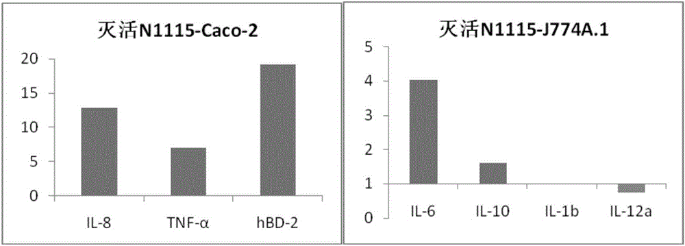 Inactivation type fermented milk beverage with immunological regulation function and preparation method of inactivation type fermented milk beverage