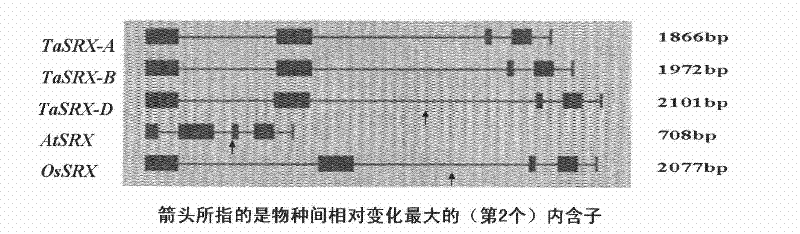 Antioxidation-related genes of wheat as well as coding proteins thereof and application thereof