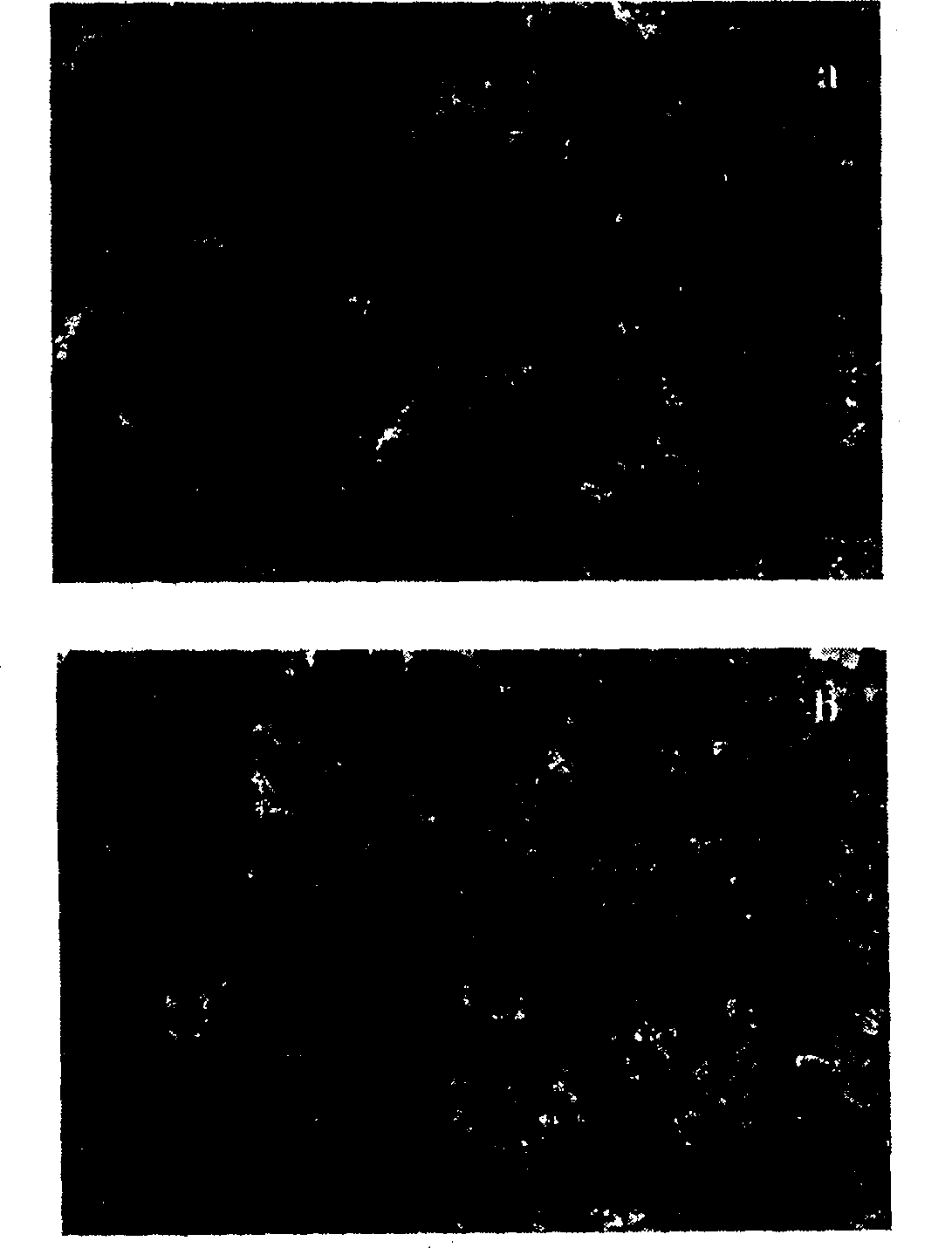 Method for improving emission property of deposited carbon nano-tube thin film electronic field by electrophorisis method