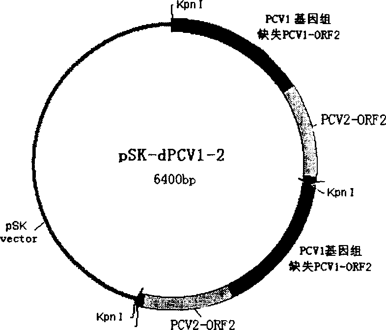 Mosaic type swine circular ring virus PCV 1.2 and its construction method use