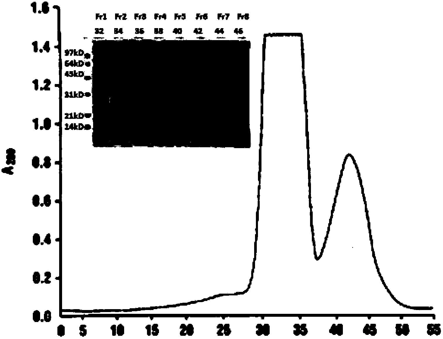 Method for separating and purifying inclusion body-type HIV-1 (human immunodeficiency virus-1) protease from prokaryotic system