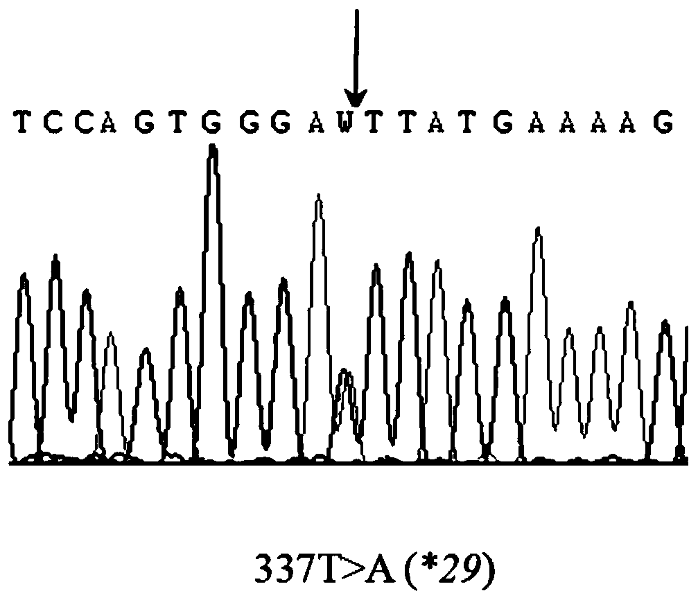 The cyp3a4 gene fragment including 337t&gt;a mutation, the encoded protein fragment and its application