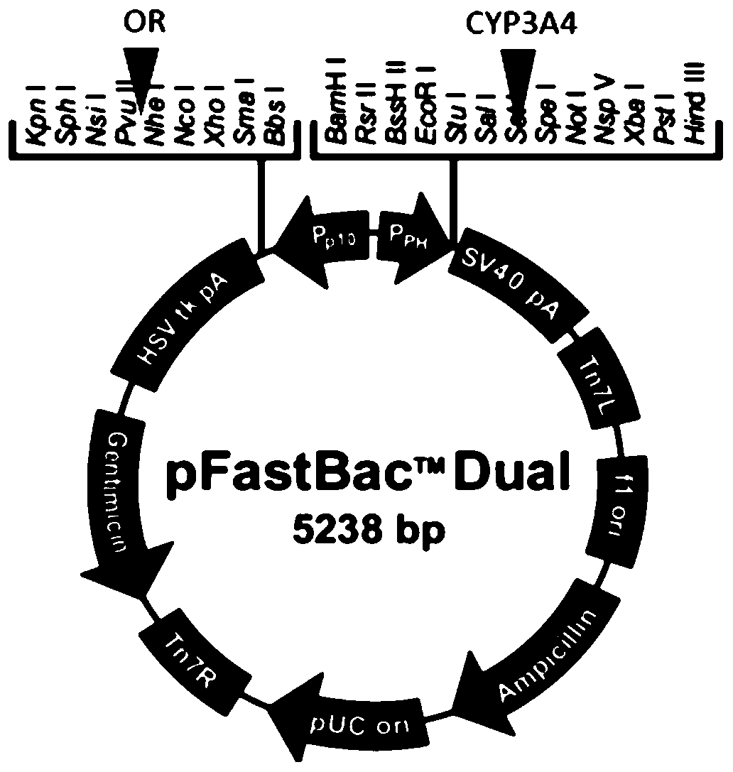 The cyp3a4 gene fragment including 337t&gt;a mutation, the encoded protein fragment and its application