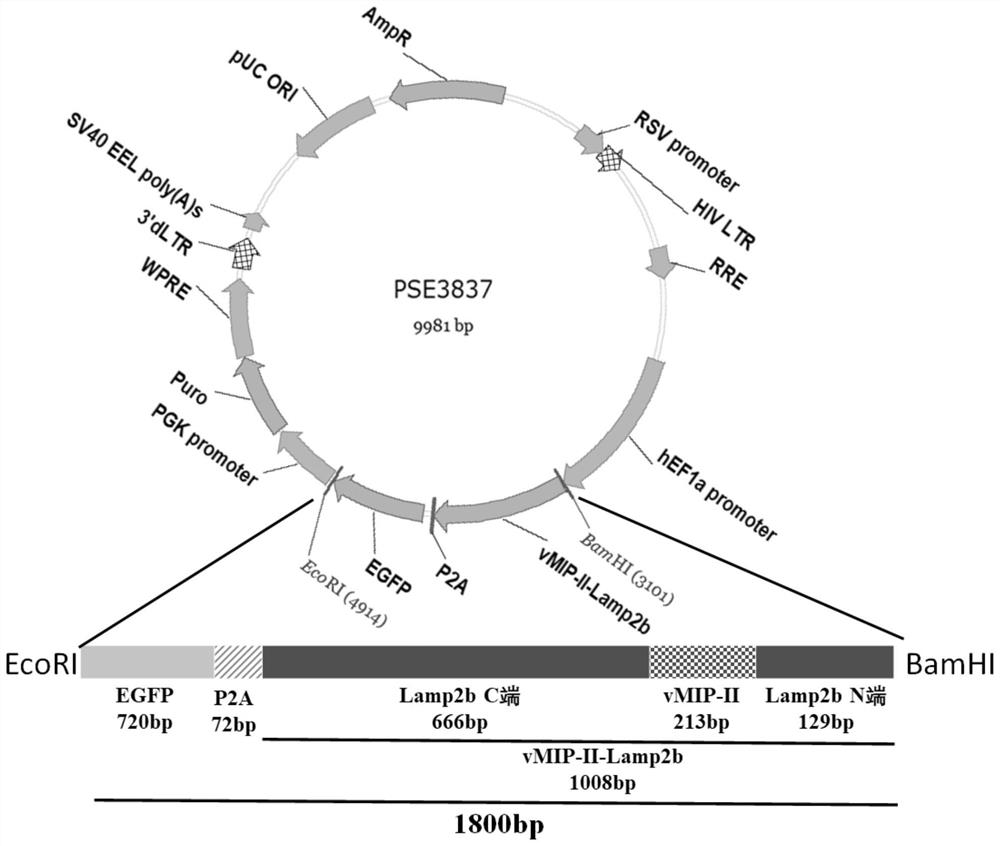 Exosome capable of targeting and blocking chemokine receptor as well as preparation method and application of exosome