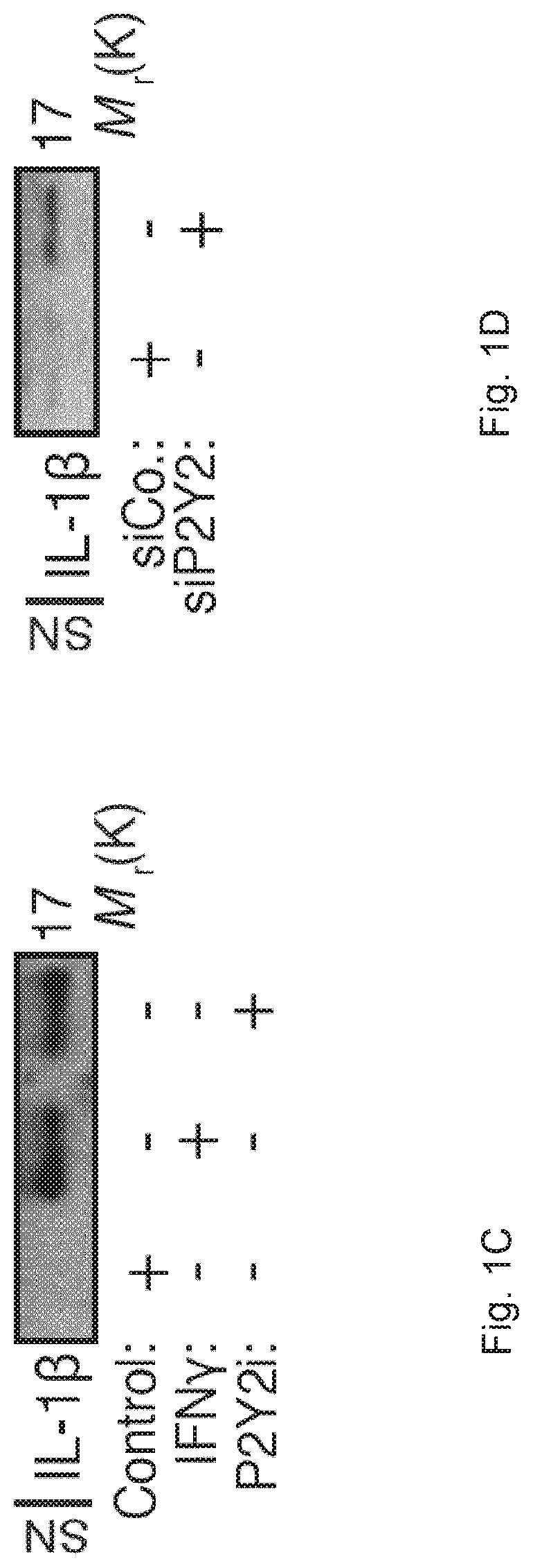 Methods and Pharmaceutical Composition for Modulation Polarization and Activation of Macrophages