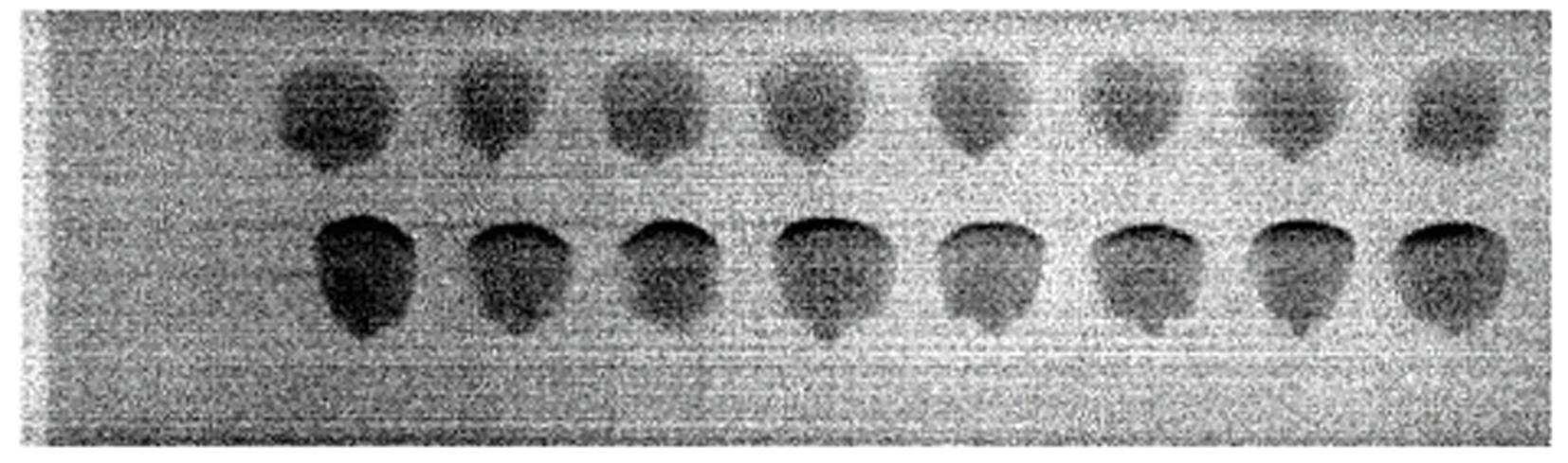 Hyper-spectral reflection image collecting system and corn seed purity nondestructive detection method based on same