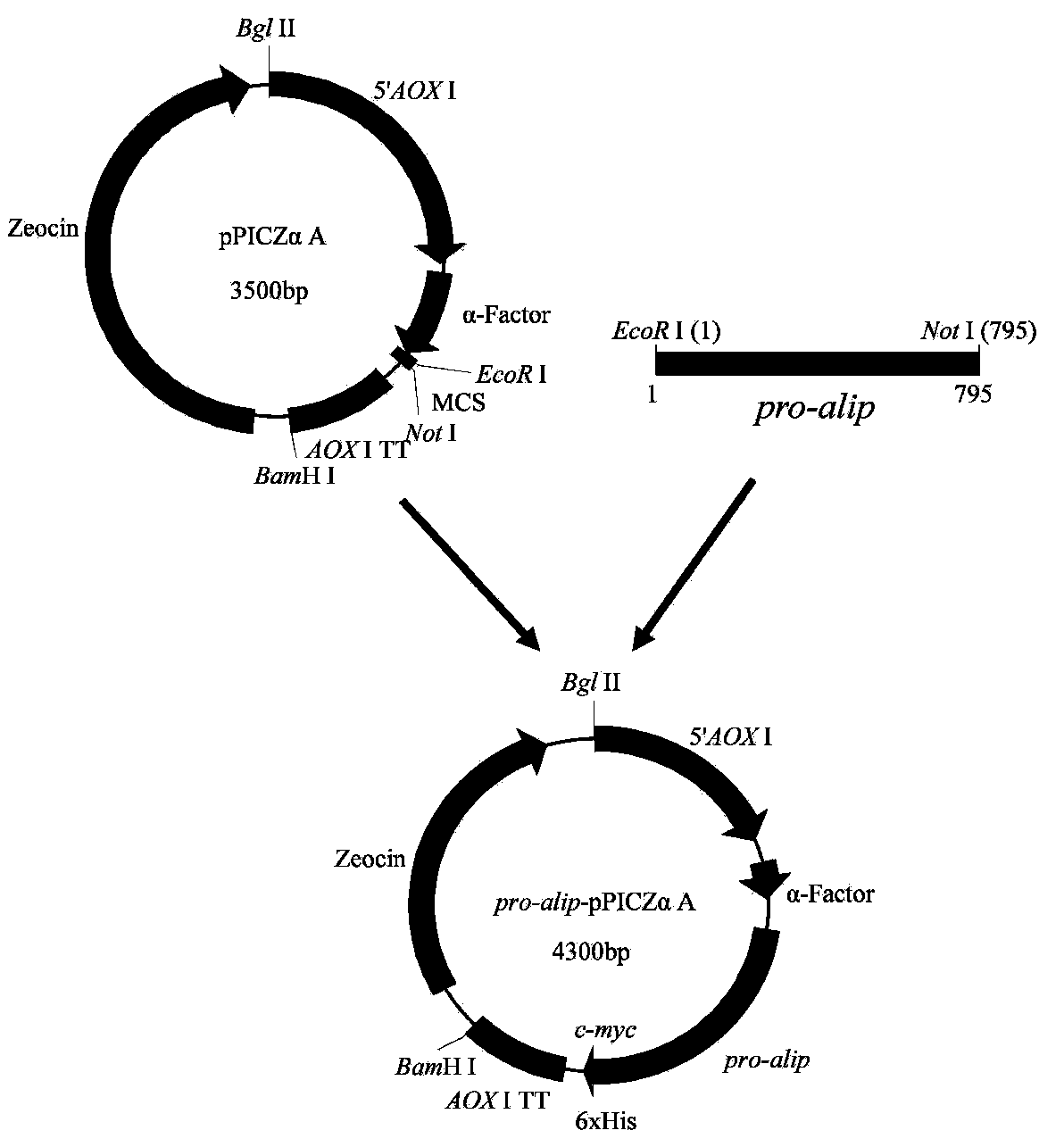 A Pichia pastoris for highly efficient heterologous expression of white Penicillium cyclopium lipase and an enzyme production medium