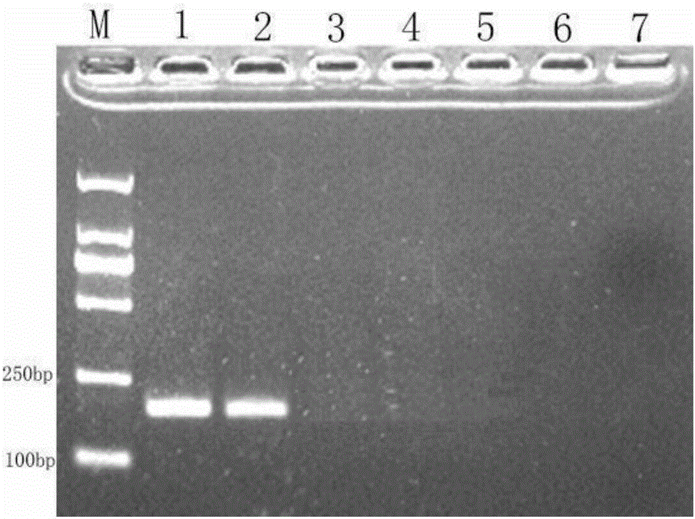 Real-time fluorescent PCR (polymerase chain reaction) specific detection system of gadus morhua and application