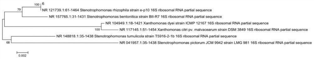 Stenotrophomonas rhizophila capable of inhibiting generation of nitrosamine and application thereof